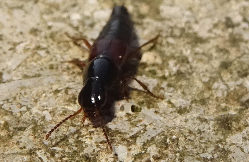 Quedius sp. - Staphylinidae